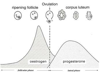 Cycle Phases