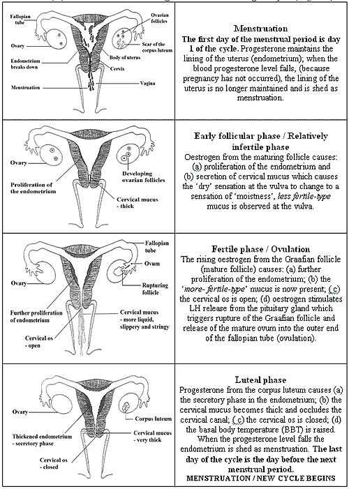 Uterus Changes