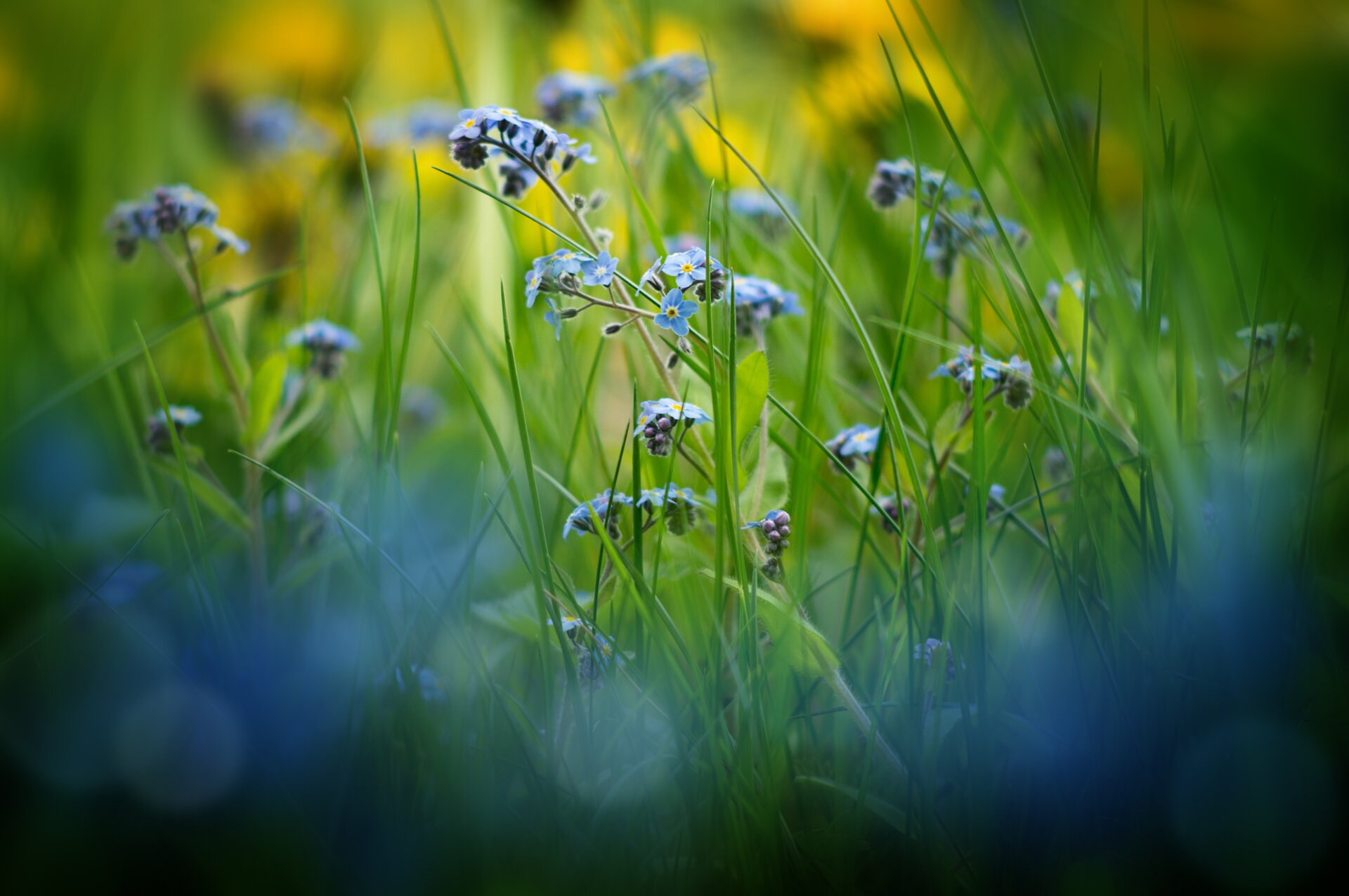 Forget-Me-Not in Meadow